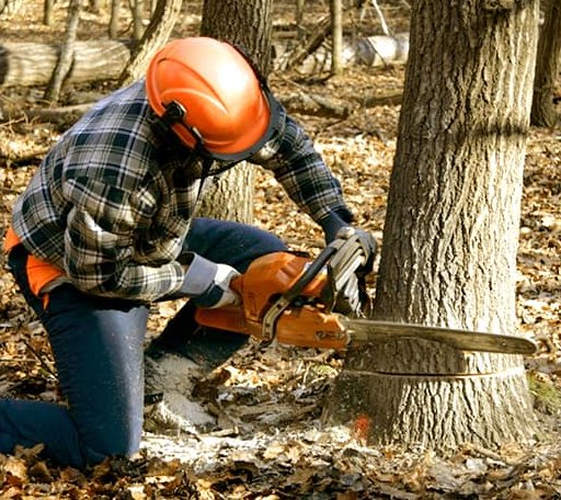 Tree Removal in Refugio, TX